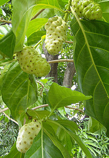 buah tibah bengkudu herbal